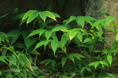 Globba schomburgkii